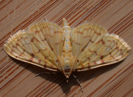 Ironweed Root Moth